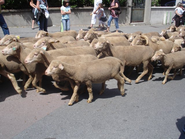 http://www.forumpassat.fr/uploads/1399_transhumance_2009_074.jpg