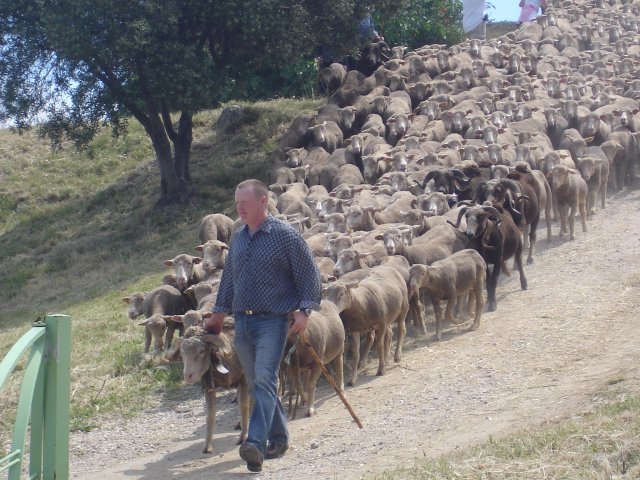 http://www.forumpassat.fr/uploads/1399_transhumance_2009_078.jpg