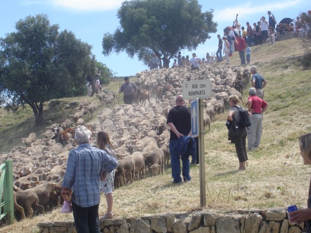 http://www.forumpassat.fr/uploads/1399_transhumance_2009_080.jpg